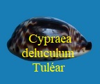 Cypraea deluculum tuléar